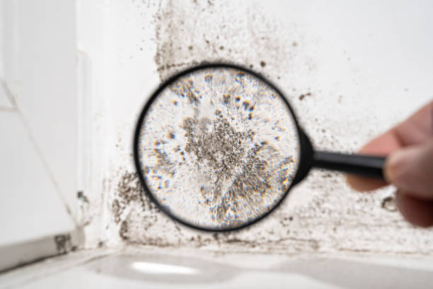 Best Mold Damage Restoration  in Clyde Hill, WA